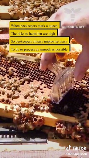 The risk while marking a queen are so high that beekeepers need to improvise ways to do the process of marking as smooth as possible 🐝👑 #queenbee #bienenkönigin #bijenkoningin #bees #bienen #bijen #abejas #onequeen 👑