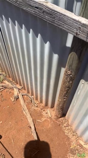 Two or our volunteers made a discovery today… a beautiful eastern brown snake inside one of our wombat enclosures where we currently have a wombat. These snakes are very shy but dangerous. I love them as they are just as misunderstood as wombats. Although I love them we don’t necessarily want them inside an enclosure but all this guy wanted was a mouse we saw running. He was trying to get out Our amazing friend and snake whisperer Gavin from ACT Snake Removals was on scene within 15 minutes of m