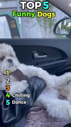 Top 5 Funny Dogs That Couldn’t Act Normal for One Second 😂🐶#top5 #funnydogs #dogtok #viraldogs #pets