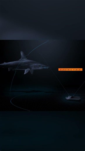 Happy World Ocean Day! Electro-magnetic detecting Hammerheads!⚡| ‪@natgeokids‬