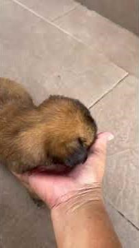 Shih Tzu Puppy For Adoption - 2 Months, Shih Tzu Mixed from Petaling Jaya , Selangor