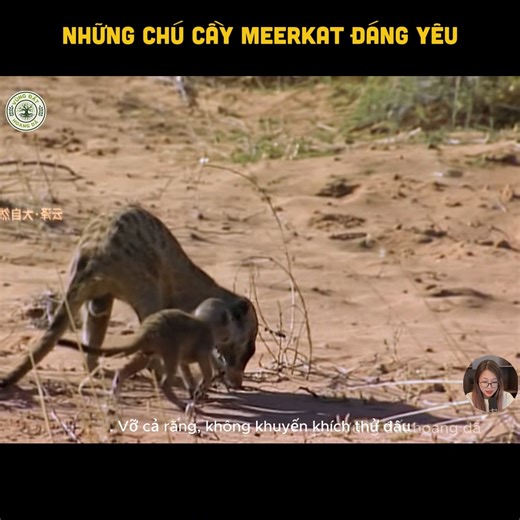 Những chú cầy Meerkat đáng yêu | Thế Giới Hoang Dã