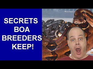 12 IMPORTANT Things Your Boa Breeder WON'T Tell You (But You NEED to Know!)
