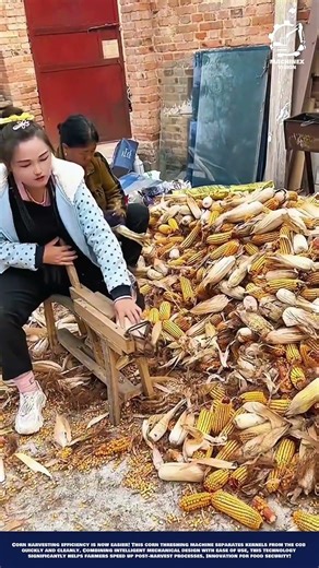 Simple Machine DIY Corn Sheller to Create Perfect Grain Separation in Rural Farming