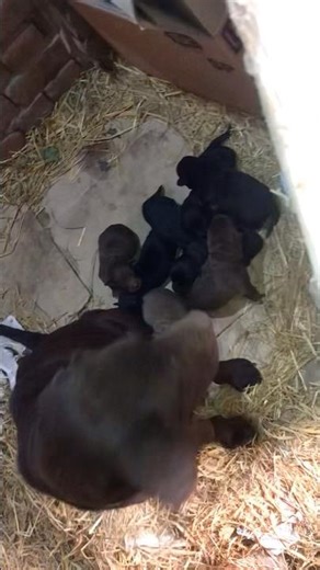 Labra puppy for sale 03126631166