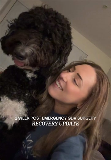 2 week recovery update from emergency gdv (dog bloat) surgery ❤️‍🩹 #gdv #doghealth #dogmom #dogbloat #dogsurgery
