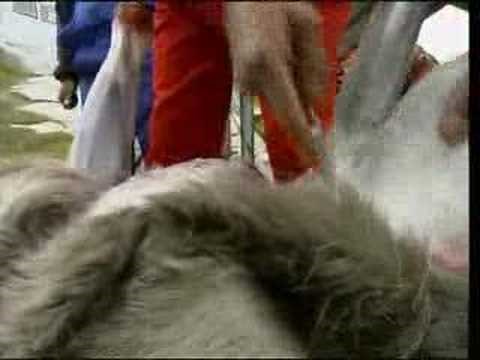 Whale hunting & traditonal Inuit kayaking in Greenland