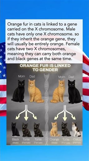 Why Most Orange Cats Are Male