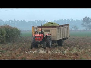 Forager chops crop waste into small pieces in a field in Punjab