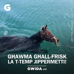 Xi ħlew 🐴😍 📷 TikTok - shawn.portelli | Gwida.mt