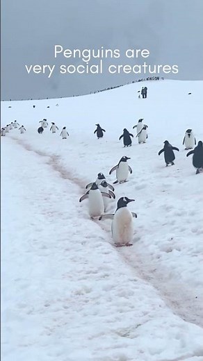 Penguin highway
