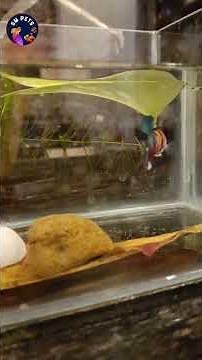 How to Set Up a Betta Fish Breeding Tank | Step-by-Step Guide for Beginners | SM Pets Channel