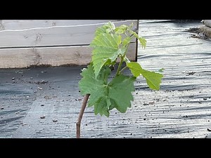 How To Root Grape Vine Plant Cuttings Easily 🍇 Will Grape Vine Hardwood Cuttings Root In Water?