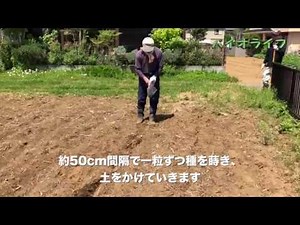 ひまわり播種編 (種まき)