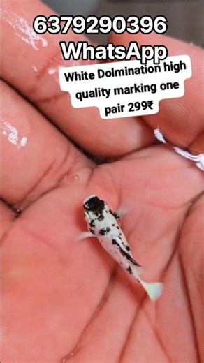 super dalmation molly #aquarium #molly #fish