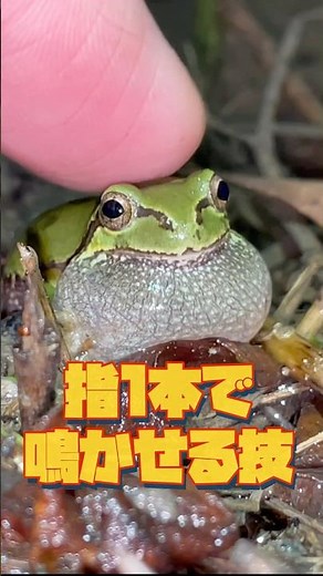 Making a Wild Tree Frog Call with a Finger 🐸