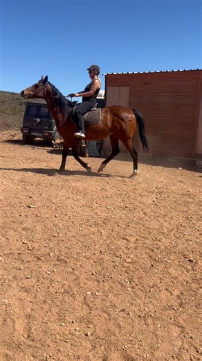 5.7K views · 37 reactions | Red Lable 16 year old big solid tb mare. Can be a little hot but with regular work is great. She would suit a farm life where she can hack out daily and get lots of love. R6000 adoption fee with contract | Have a Heart Equine Sanctuary | Facebook