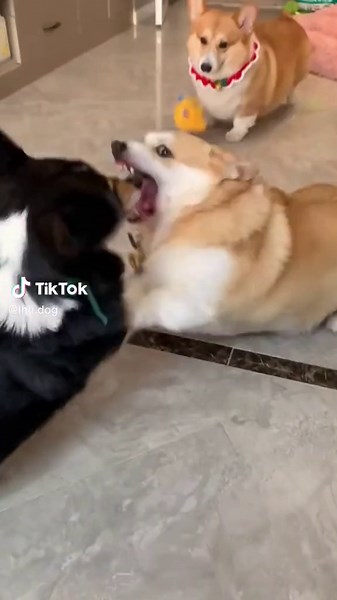 Dog Fight: Hilarious Pet Battles