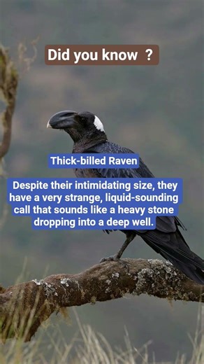 The Haunting Sound of the Thick-billed Raven