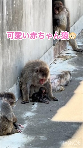 可愛い赤ちゃん猿🐒