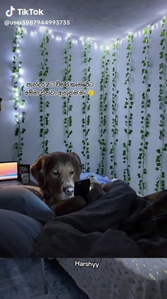 Understanding Sleep and Its Impact on Our Lives