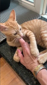 Domestic Short Hair + Calico Kitten For Adoption - 4 Months, Ginger from Bangsar , Kuala Lumpur