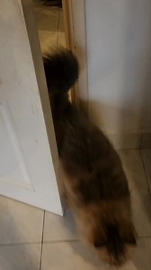 25K views · 1K reactions | 2 minggu kena deman sejak balik dr umrah ... xdpt uat video HANA&TheGeng | Fifi Mohd | Facebook