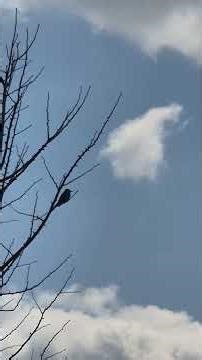 외로운 양치기ㆍDer einsame Hirte (Version 1989) · James Last