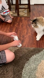 Shell game | Funny Videos