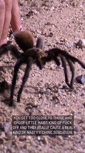 Check out this tarantula! Are you afraid of spiders? #bravewilderness #nature #wildlife | Brave Wilderness