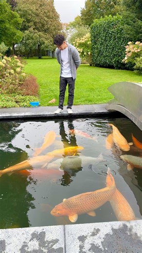 2.7M views · 80K reactions | A Pond Where Every Koi Is a Giant (Pond Of Legends) 勞 #koi #koifish #pondlife #konishi #japanesekoi | Yvo - The Koi Partner | Facebook