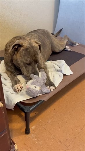 North Bay Animal Services on Instagram: "So we're thinking our sweet Bella is loving her 'me' time. Snuggly blankets, bully sticks, toys, what more could a girl want? Lots of love? She's getting that too. She truly is lovely. And Angus is doing just fine on his own. So it's on- Bella is officially looking for a home! Angus too. Bella is 10 years old, sweet as pie. Interested in adding this gorgeous girl to your family? Give us a call! 707-762-6227. You can submit an application online also, http