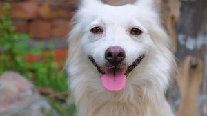 Dog. Dogs face. Dog face close up. Cute dog video. beautiful footage of doggy. Beautiful dog face. Dogs faces. Puppies and dogs concept. Pet dogs. Pet puppies