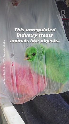 These dyed chicks are sold as “cute” little gifts, but many are abandoned once the fun wears off.