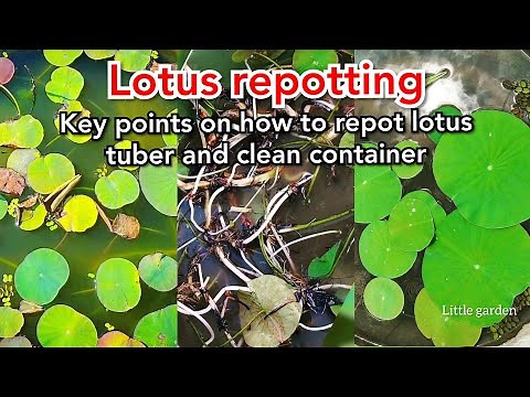 Lotus repotting and care/how to make lotus plant container/how to grow lotus plant