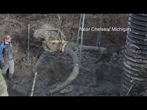 Woolly mammoth skeleton dug up by farmer