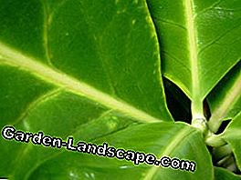 Plants: Rubber tree: recognize and treat plant diseases | 2025