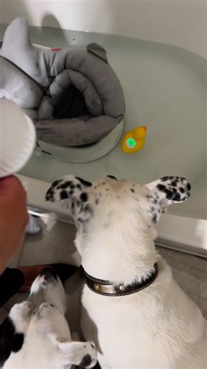 That’s Remi baby fr 😂😂 | Josh Butler