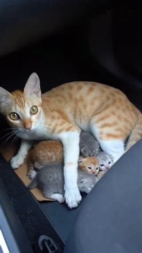 A cat is protecting her kittens from hyenas. #cat #wildliferescue