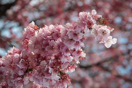 Sakura : les cerisiers en fleurs du Japon - 🌸 (o)Hanami, la tradition du début de printemps