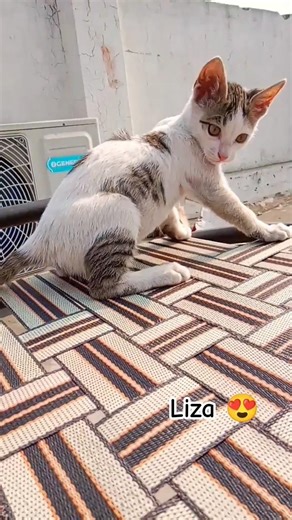 || mai toh khud me magan hu 😂 || #shorts #youtubeshorts #cat #viral