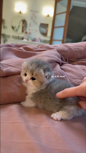 "😽🌸"Soft, Small & Super Cute Baby Cat