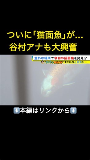 ⬆️本編はリンクから⬆️人面魚ブームにあやかる…約35年前の『猫面魚』実は“仕掛けられた話題”だった 当時市が購入して池に放す#shorts