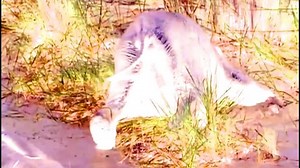 Baby Einstein Classics Season 1 Episode 6 - Wild Animal Safari in G Major with Normal Color