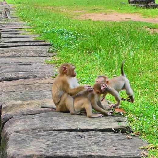 part4 lettle monkey playing together so happy#groomingtips #play #lettle #milk #ran