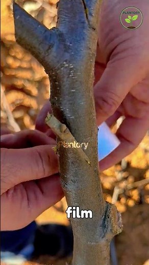 Bark Grafting Technique That Almost Never Fails 🌱