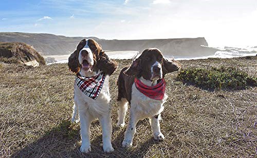 Adorable & Stylish Dog Bandanas