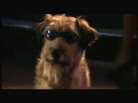 Dr. Dolittle Million Dollar Mutts Official Trailer