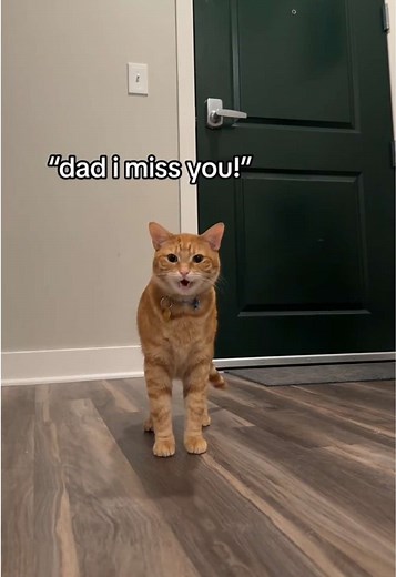 Understanding Cat Behavior While Staying Home
