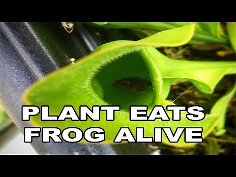 Plant Eats a Frog Alive!